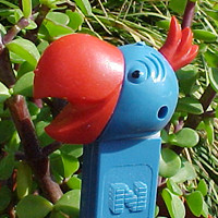 blue cockatoo lifespan